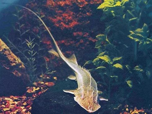 伏尔加格勒:黑鱼子酱里与俄国式忧愁