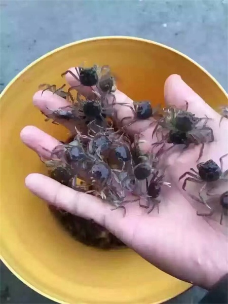 除了阳澄湖还有哪里大闸蟹最好吃,大闸蟹除了阳澄湖还有吗