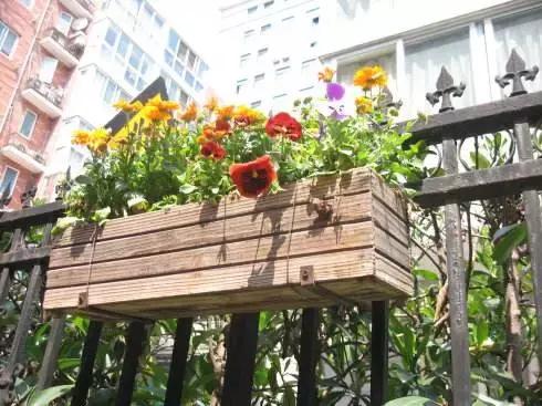 自己在家就能学会的花盆,不要花盆怎么养花