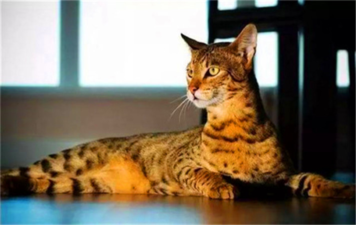 世界杯球队和猫咪的身价对比，关于中国队的象征，那可是无价之宝