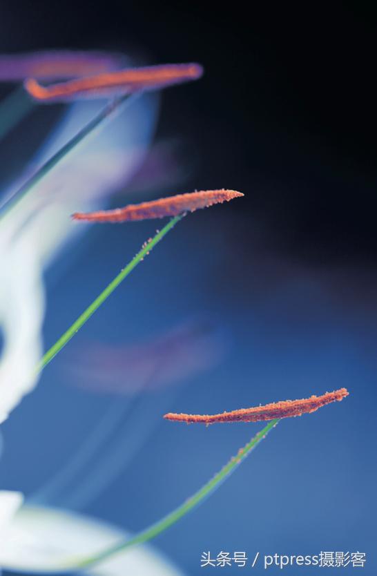 华为手机怎么拍花的技巧,春天拍花的必备技巧是什么