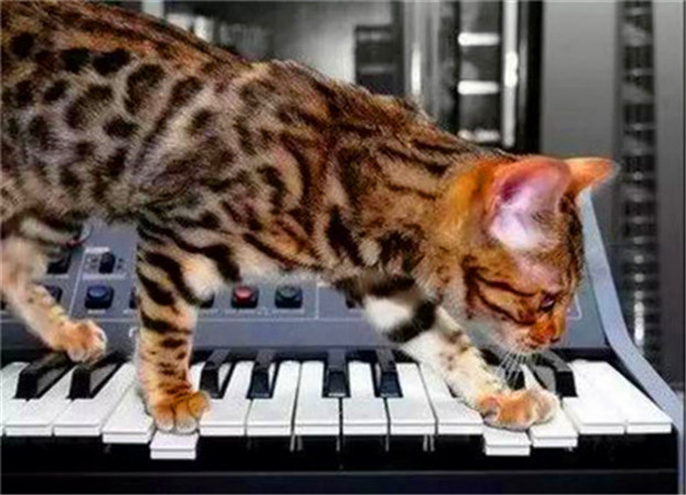 世界杯上最厉害的猫,法国纯种猫世界杯冠军