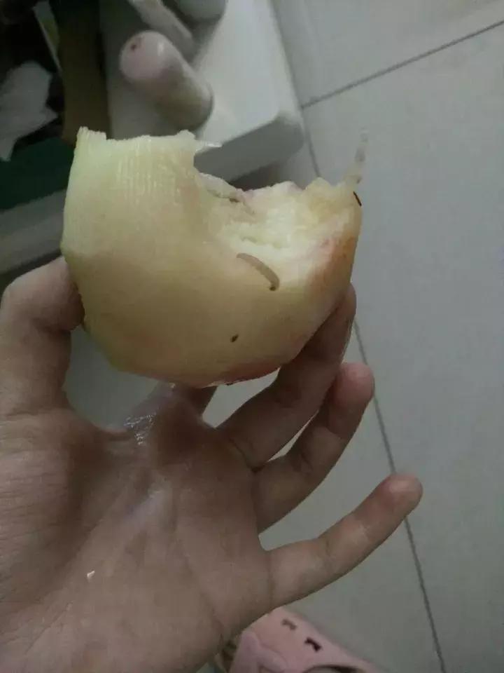 桃子里红色的小虫子是什么,桃子里的白色小虫是什么虫子