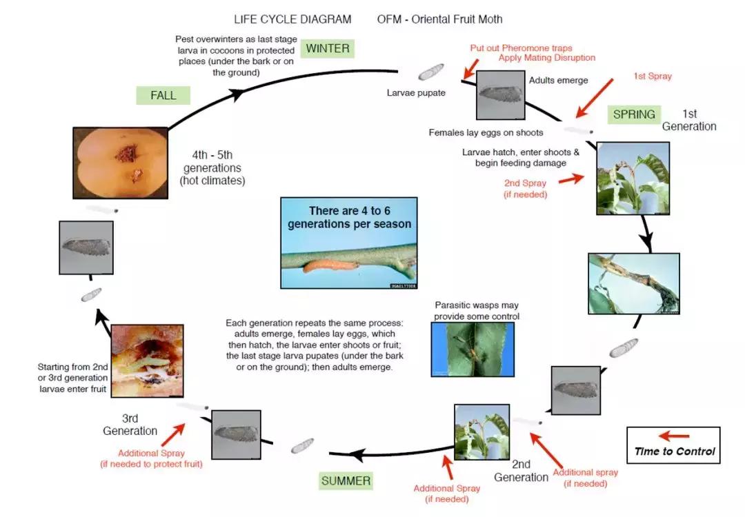 桃子里红色的小虫子是什么,桃子里的白色小虫是什么虫子