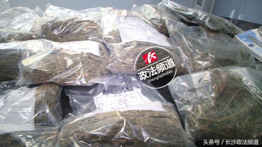 警方查处非法种植毒品,长沙市公安局破获特大大麻种植案