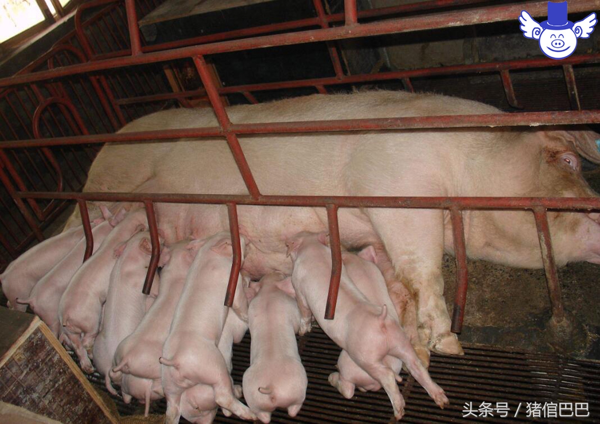 母猪乳房炎传染给其他母猪吗,母猪乳房炎能不能喂母猪