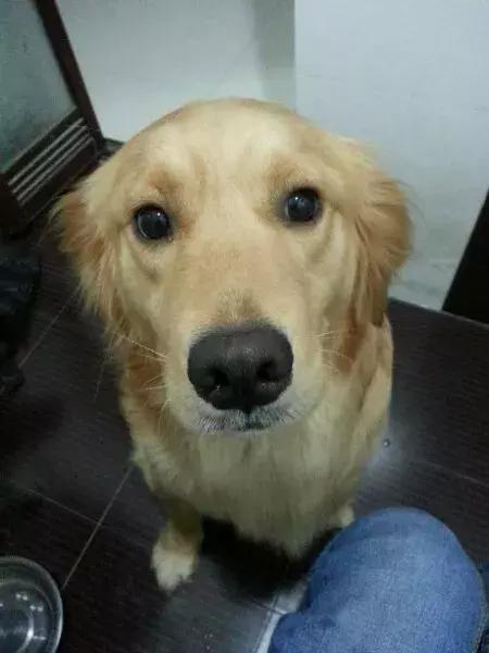 狗狗一下子吃太多狗粮怎么办,狗狗一下子吃太多了怎么办