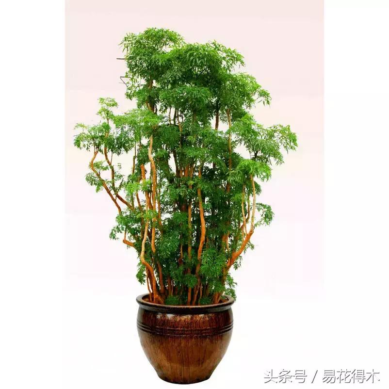 福禄桐绿植花卉,福禄桐防烂根