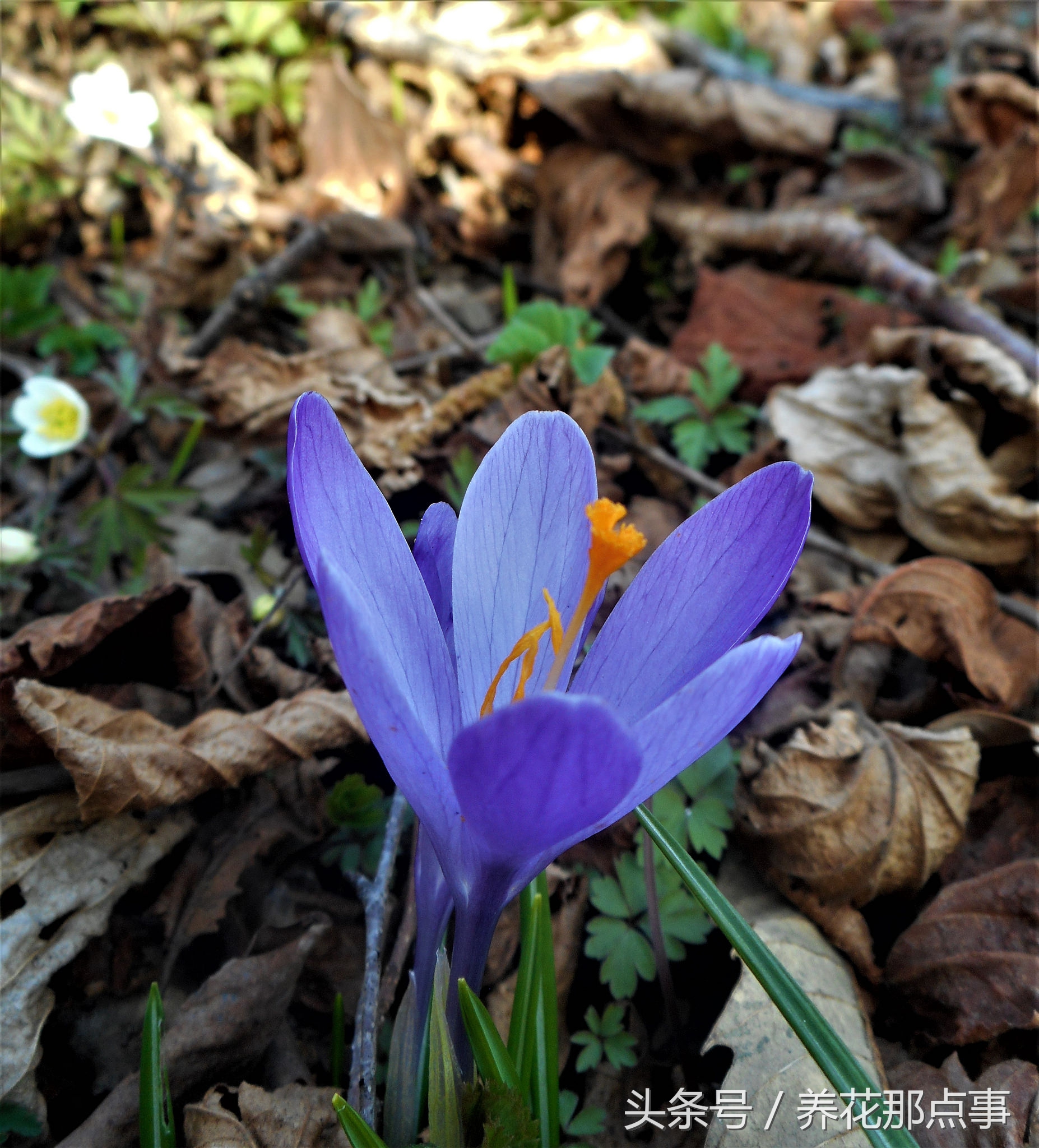 什么是真正的藏红花,藏红花普通和顶级的区别