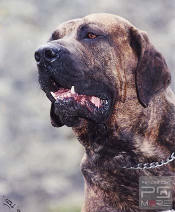 关于世界名狗名犬排行榜,世界名犬狗的品种大全