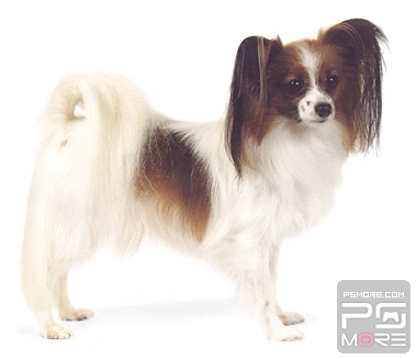 关于世界名狗名犬排行榜,世界名犬狗的品种大全