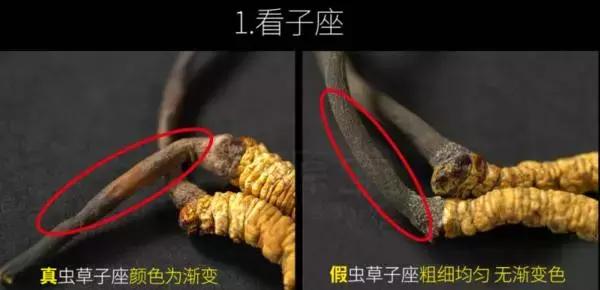 冬虫夏草补肾,冬虫夏草补肾益肺功效