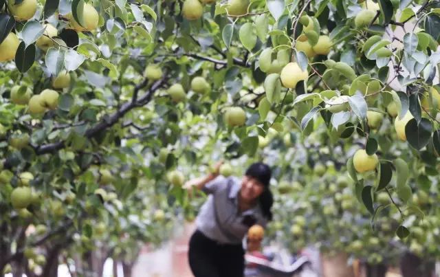 孟津袖珍西瓜多少钱,孟津袖珍西瓜新品种