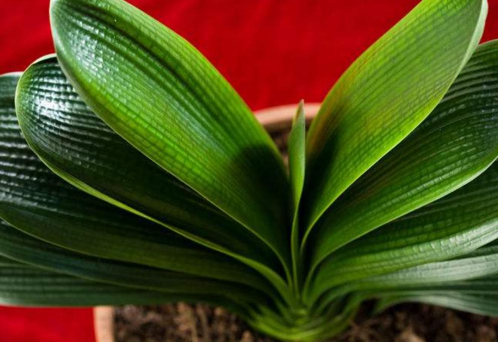 君子兰养护开花不夹箭的方法,君子兰开始冒花箭该如何养护