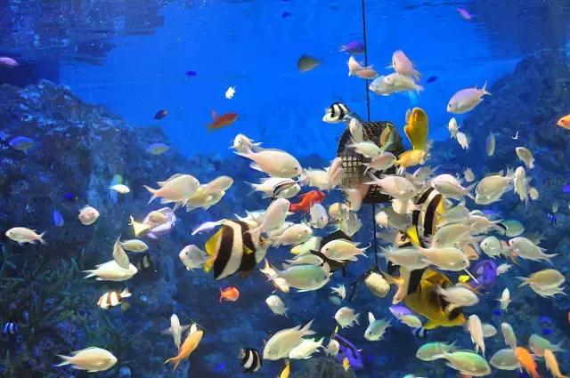 去日本横滨旅游攻略,日本旅游可以逛店吗