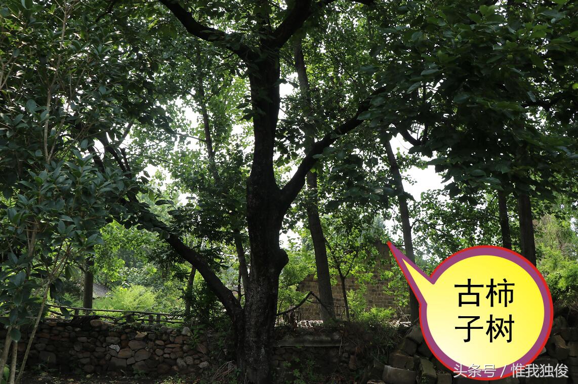 随州太白顶风景区简介视频,发现之旅神农架野人之谜