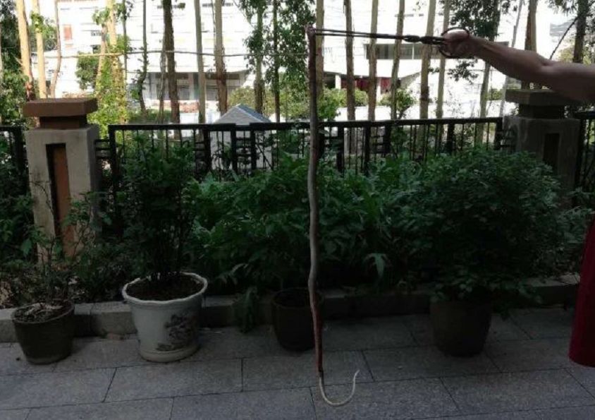 自家别墅花园有蛇什么原因,深圳一别墅区惊现蛇出没