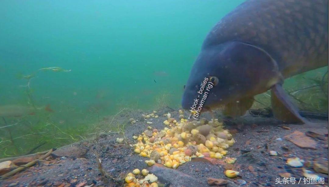 你知道臭底吗？钓位不行任凭饵料再好、钓技再高都钓不着鱼