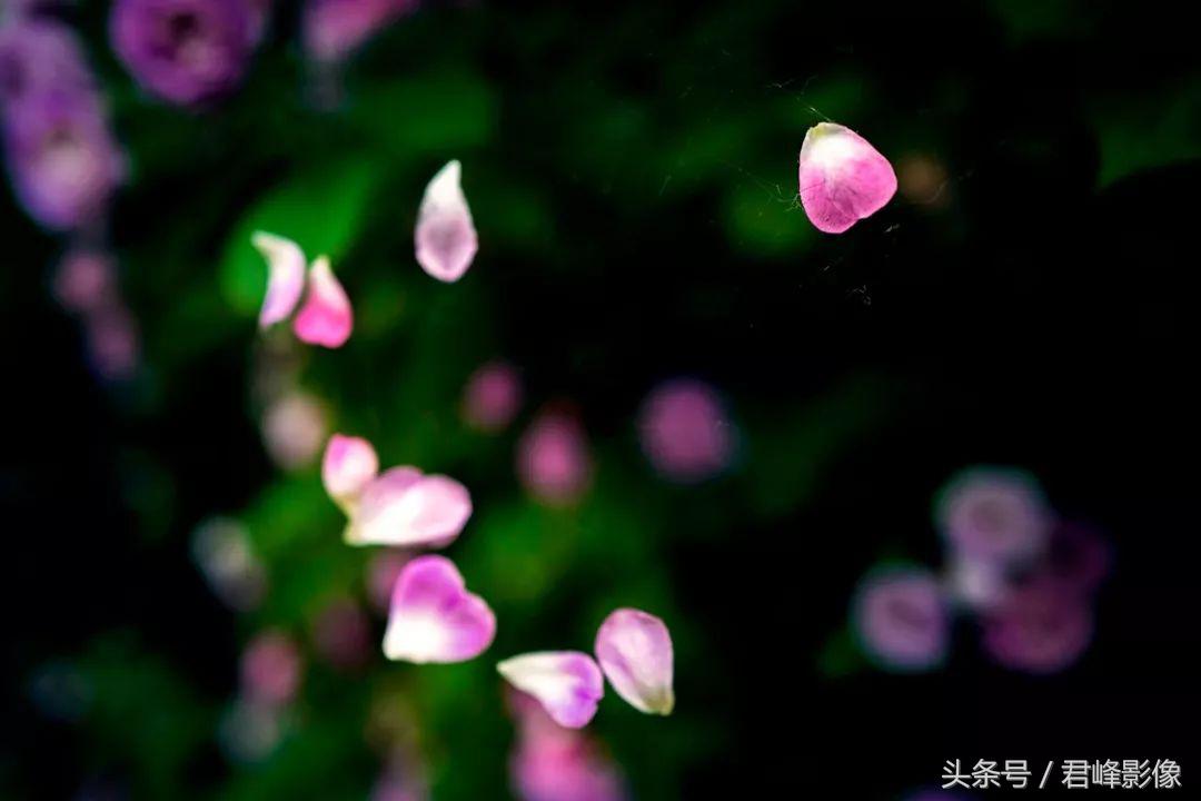 徕卡德味取决于镜头还是机身,徕卡德味