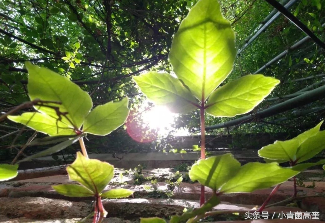 美丽的云南师范大学,美丽的云南曲靖