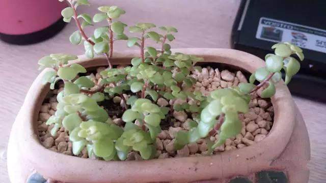 多肉植物叶子发软发蔫是怎么了,多肉叶片老是发软一浇水就徒长