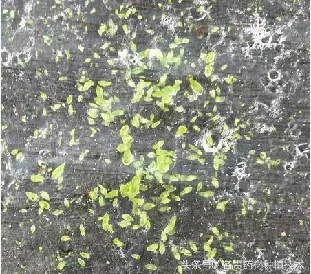 白芨种子育苗怎样用滑石粉处理,白芨育苗用什么营养液好呢