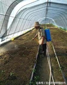 白芨种子育苗怎样用滑石粉处理,白芨育苗用什么营养液好呢