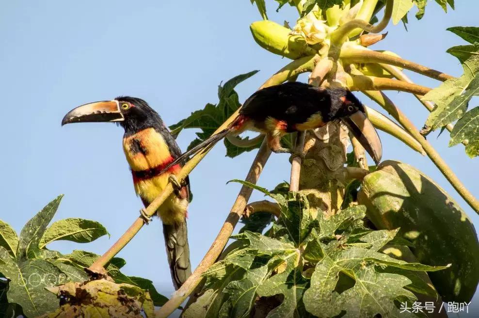 世界杯进球最多的国家是哪国,世界杯进球最多的国家是哪个国家