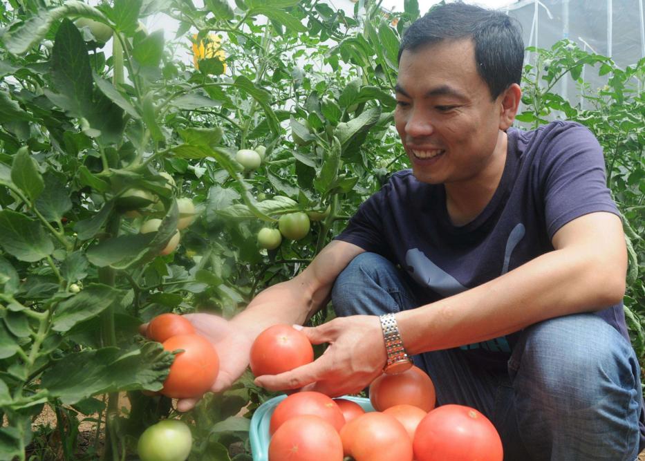 番茄尖上长黑点是怎么了,番茄顶部有尖是怎么回事