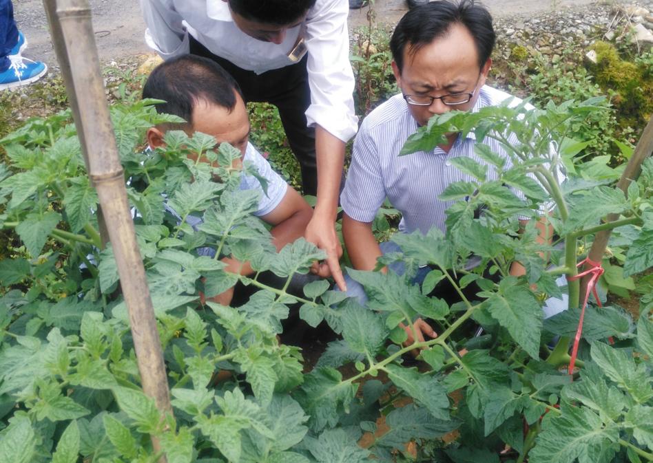 番茄尖上长黑点是怎么了,番茄顶部有尖是怎么回事