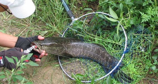 中午路亚黑鱼的正确方法,路亚黑鱼技巧用什么饵