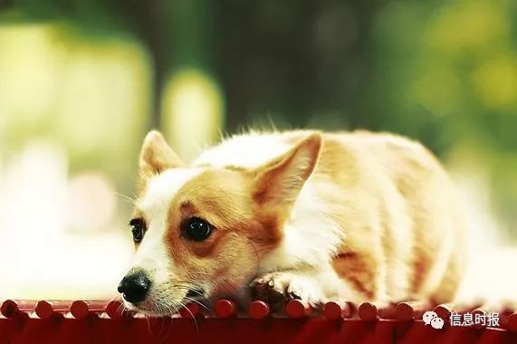 宠物狗被弃养,宠物狗被弃养必备条件