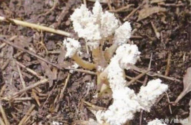 这里的农民上山不挖竹笋，只找这种半花半虫的它，能卖300多一斤