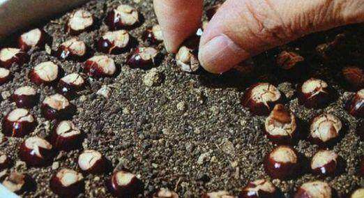 荔枝吃完不要扔,荔枝吃完壳千万别扔了