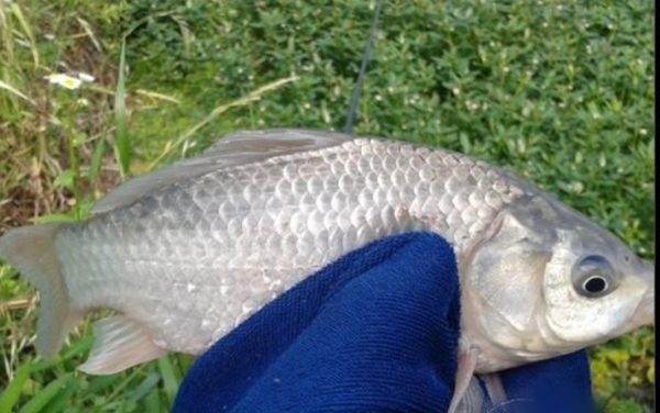 蓝鲫加大板鲫能钓鲤鱼吗,蓝鲫加一窝疯效果怎么样