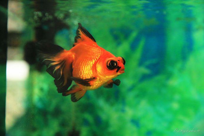 家养金鱼得病喂什么药,鱼缸养鱼鱼病症状