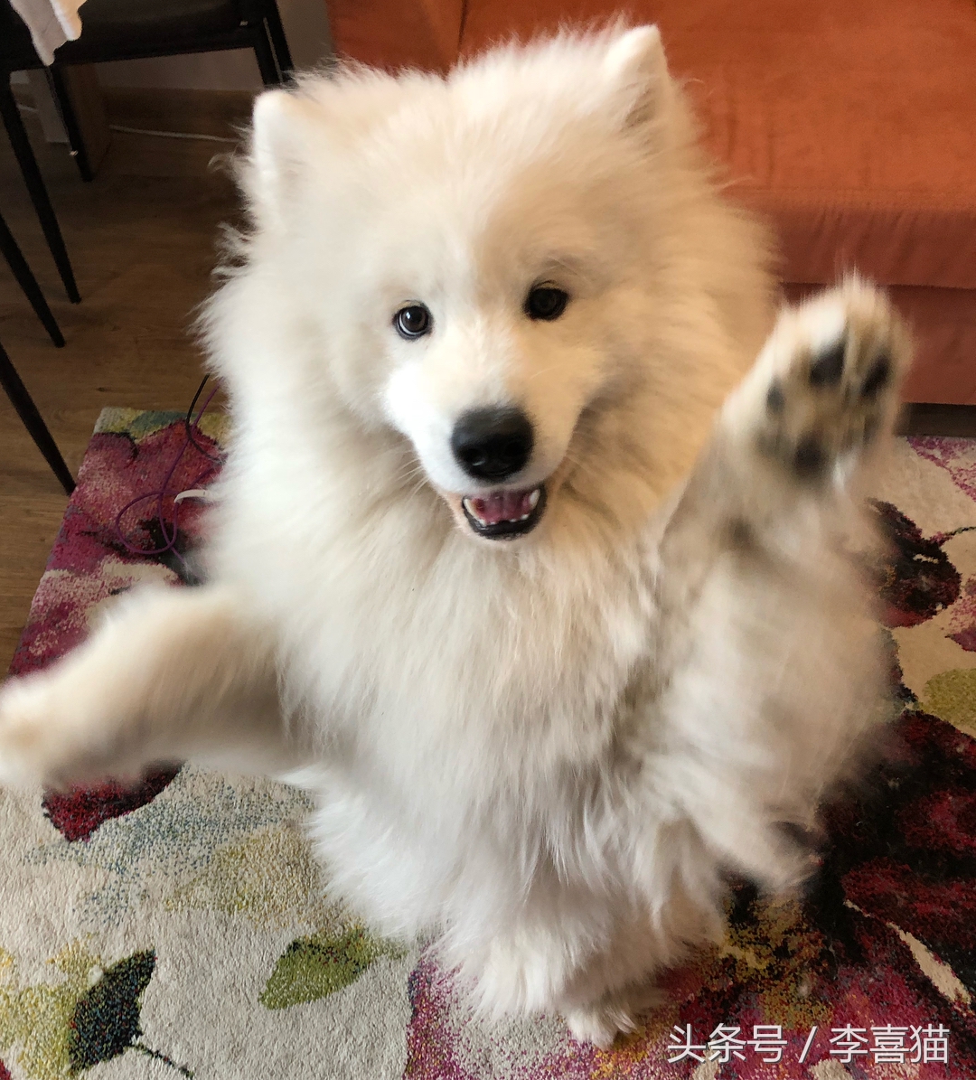 训练狗狗的正确方法和技巧,铲屎官如何正确训练狗狗