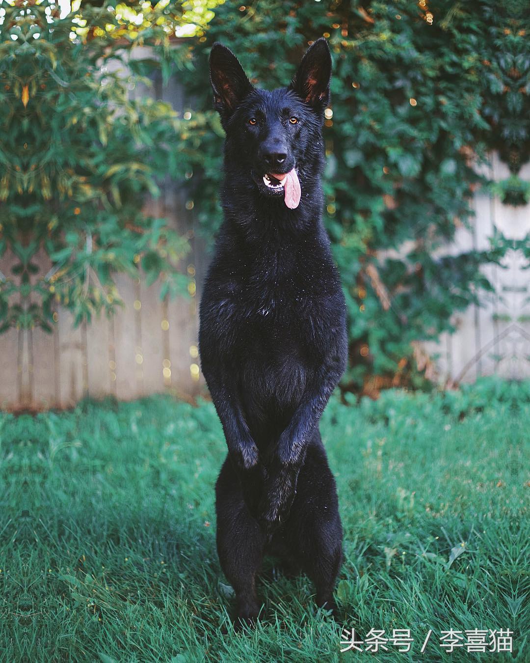 训练狗狗的正确方法和技巧,铲屎官如何正确训练狗狗