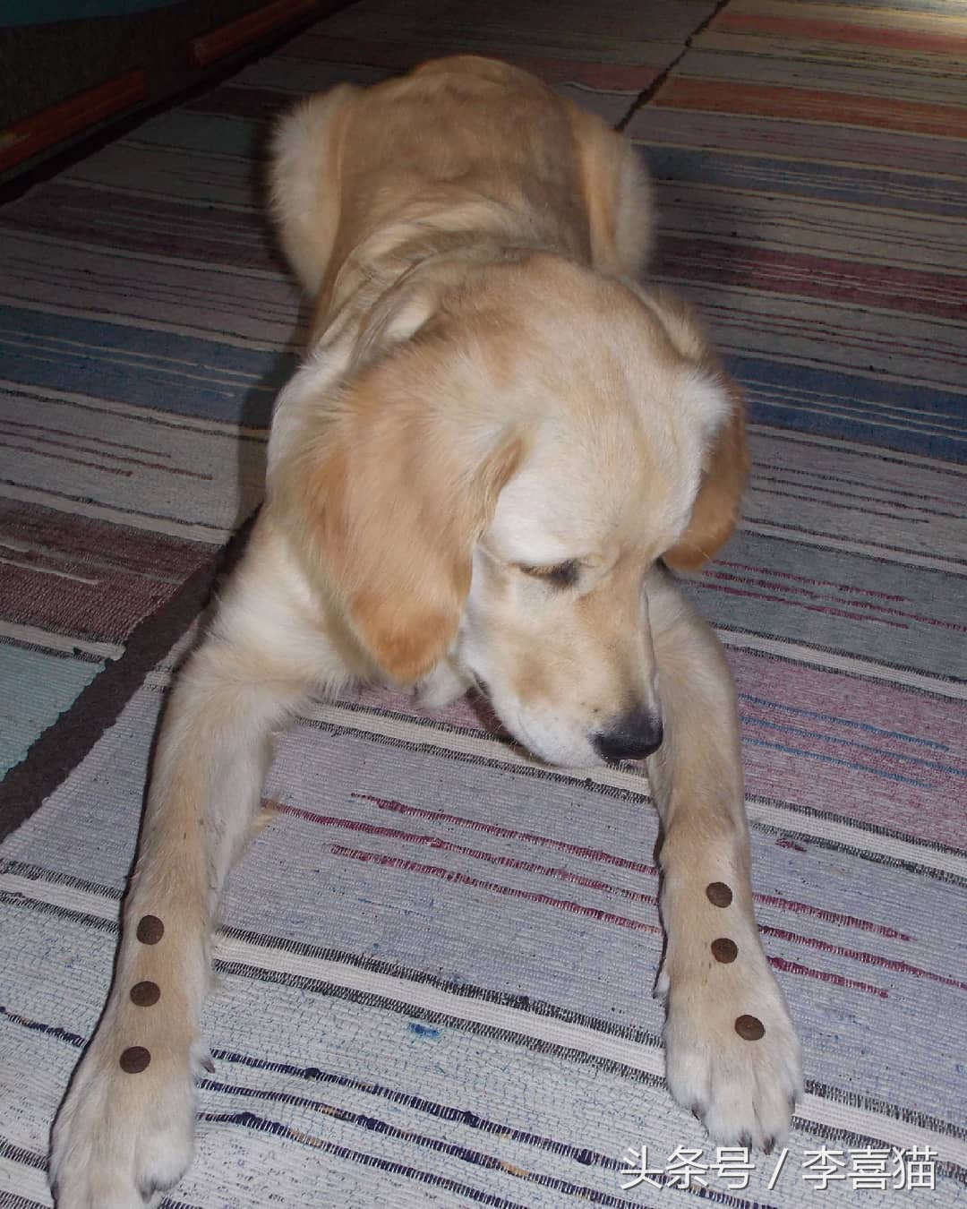 训练狗狗的正确方法和技巧,铲屎官如何正确训练狗狗