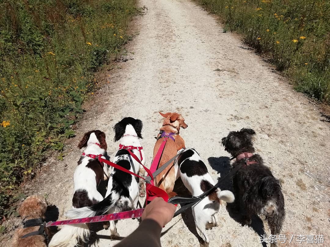 训练狗狗的正确方法和技巧,训练狗狗听话的12条标准赶快收藏