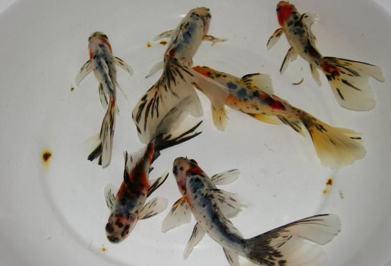 日本顶级金鱼品种,日本宇野兰寿金鱼