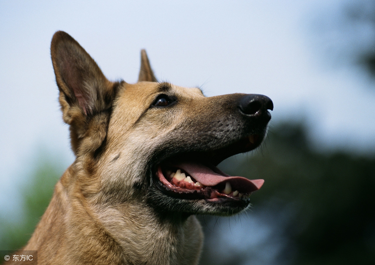 狗狗走丢了怎么补救,防止狗狗走丢最好的方法