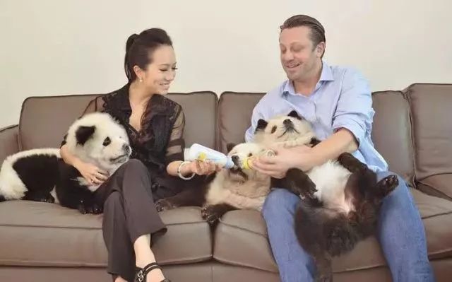 各国网友吐槽美国养大熊猫,国外养熊猫有多受欢迎