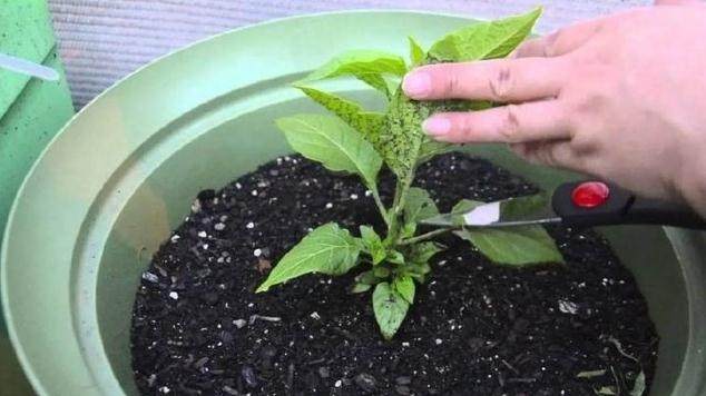 阳台盆栽辣椒带果,在花盆里种辣椒用什么土