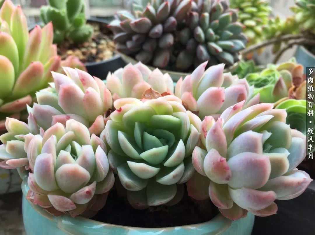 在多肉中治愈生活,养多肉生活中的快乐源泉