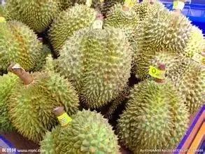 榴莲生长全过程,榴莲的生长全过程见证