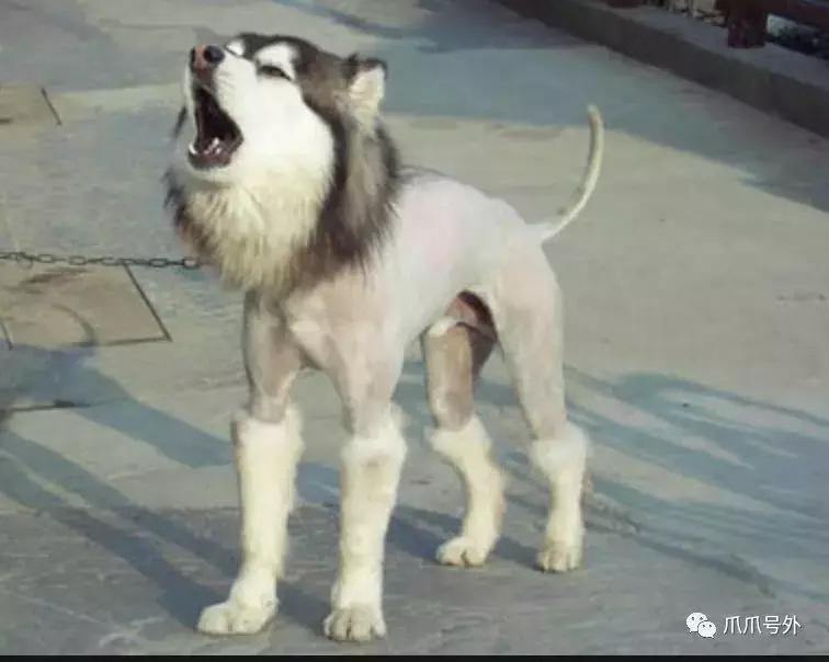 狗狗中暑该怎么拯救它,怎么看狗狗中暑