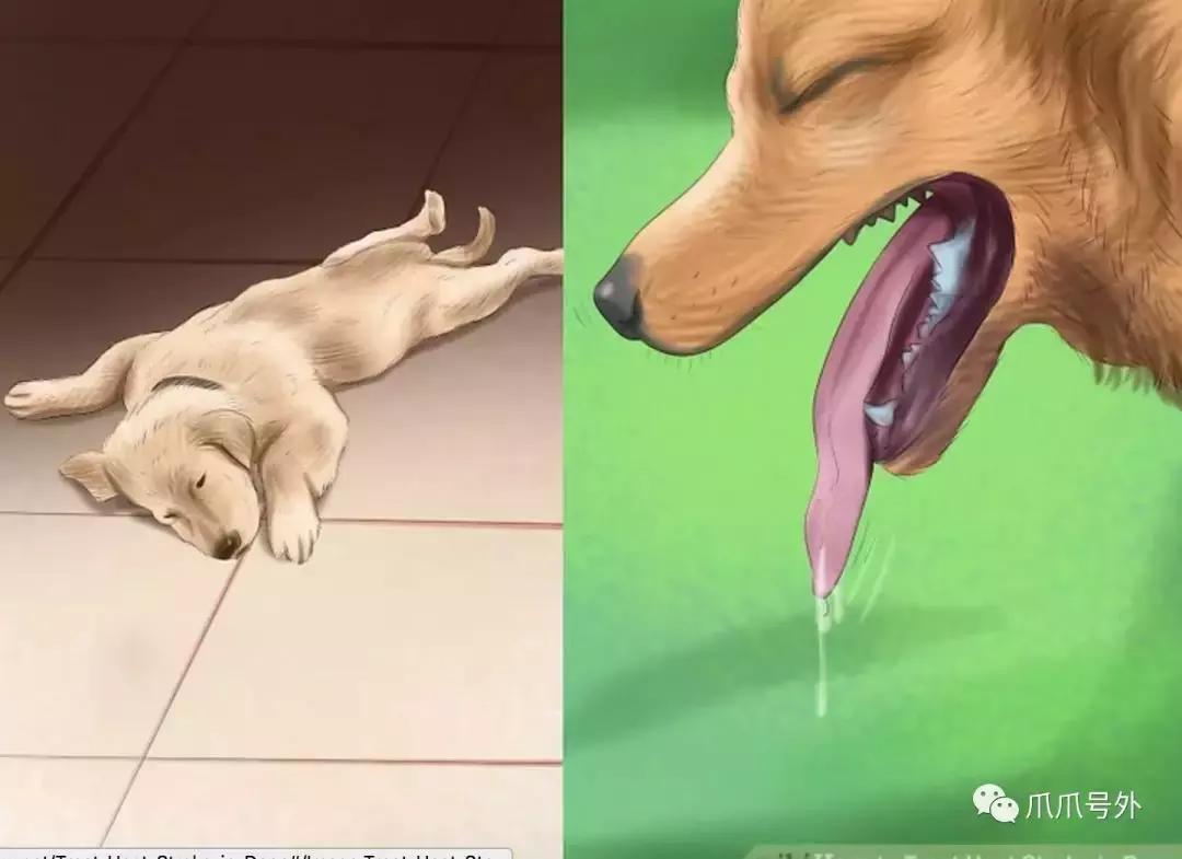 狗狗中暑怎么看,狗狗中暑宠物医院怎么处理