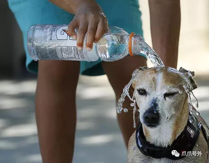 狗狗中暑怎么看,狗狗中暑宠物医院怎么处理