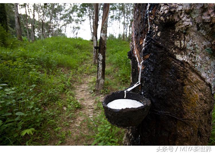 泰国的这几样东西，本地人几乎都不买，但却都给中国人买到断货！